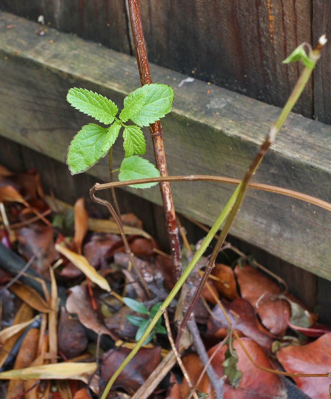 [120121_salvia_uliginosa%255B3%255D.jpg]