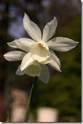 EWG 24.4.12 (14) Narcissus 'Thalia'