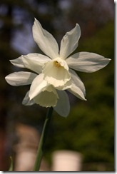 EWG 24.4.12 (14) Narcissus 'Thalia' EWG 24.4.12 (14) Narcissus 'Thalia'