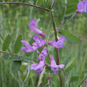 Hairy Vetch
