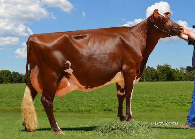 Kangawarra Malda 3075.jpg