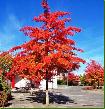 Quercus palustris 1