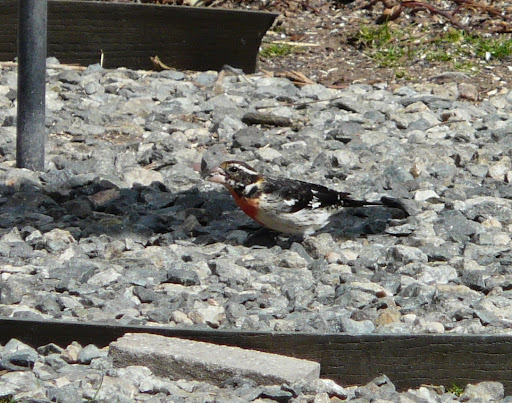 Male Rose-breasted Grosbeak in the yard, 3/23/13!