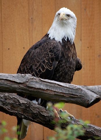 [aviary562.jpg]