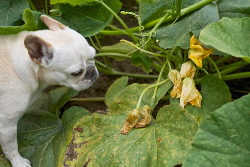 The first flowers to appear on cucurbits are usually male, which means they do not form fruit. Their purpose is to furnish pollen for bees to pollinate the female flowers. The first flowers to appear on cucurbits are usually male, which means they do not form fruit. Their purpose is to furnish pollen for bees to pollinate the female flowers.