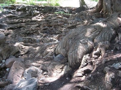 [roots%255B4%255D.jpg]