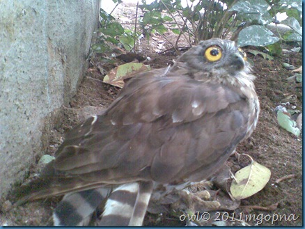 owl 03 animal,bird watching