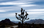 Joshua Tree in Joshua Tree National Park ( Photo by Rick Parker)<br />
( Pic property of Harmony Motel)