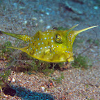 Longhorn cowfish (Dauin, Negros)