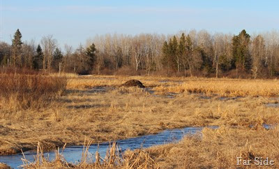 Cripps Creek April 8