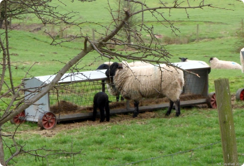 SAM_0006 Black Lamb SAM_0006 Black Lamb