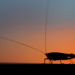 0_69767_cf7ee1f0_orig.jpg