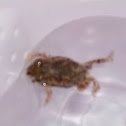toad