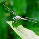 Great blue skimmer dragonfly