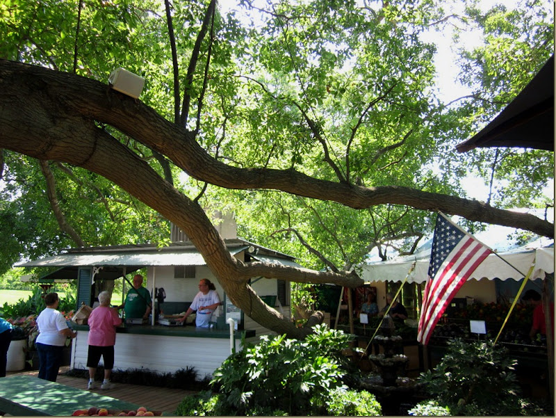 lesters tree and flag