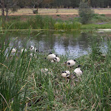 Dubbo zoo