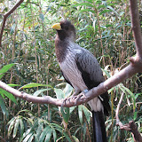 A pretty bird at the Nashville Zoo 09032011b