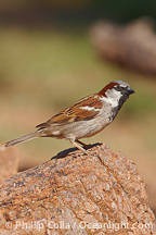[house-sparrow-passer-domesticus-22945%255B5%255D.jpg]