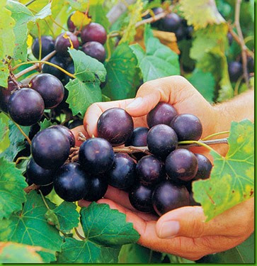 Muscadine Grapes