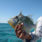 Trigger Fish