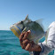 Trigger Fish