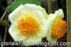 Camélia amarela - Glória Ishizaka - Quinta Vilar de Matos