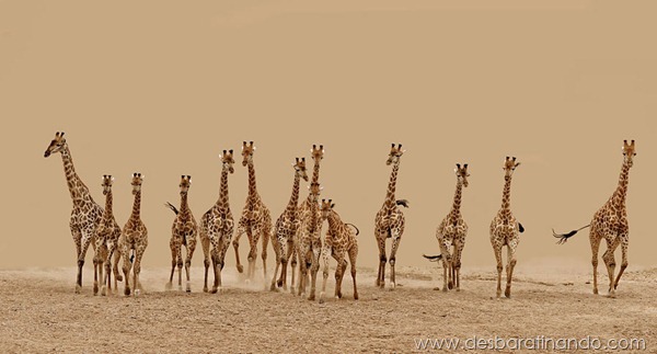 sony-world-photography-awards-2013-12 sony-world-photography-awards-2013-12
