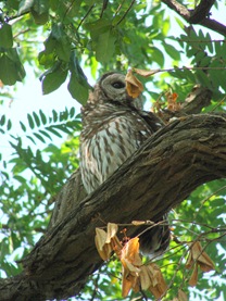 Barred owl Barred owl
