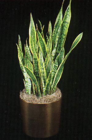 MSL garden guru Andrew Beckman recommends Sansevieria trifasciata aka mother-in-laws tongue or snake plant for my planter. MSL garden guru Andrew Beckman recommends Sansevieria trifasciata aka mother-in-laws tongue or snake plant for my planter.