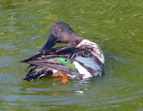 Northern Shoveler