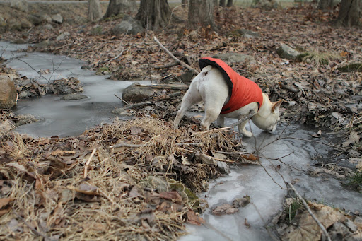 Ice, of course, forms when liquid water is cooled below 32ºF or 0ºC.  It's been plenty cold for even moving water to freeze solidly.
