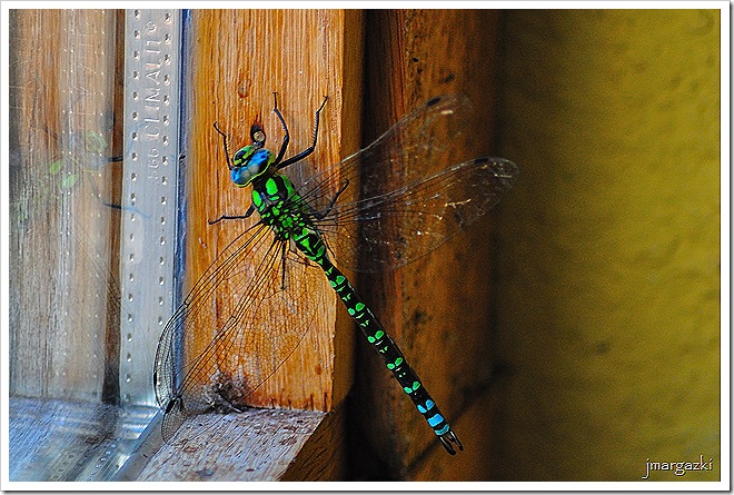 DSC_7365 DSC_7365