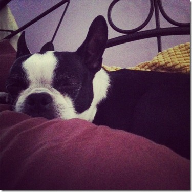 rockyII rockyII