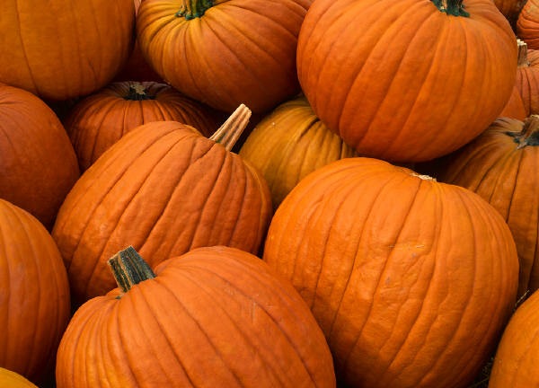 [pumpkins5.jpg]