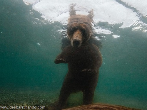 animais national geographic desbaratinando  (12)