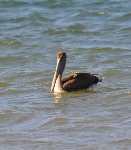 DSC_0335.jpg DSC 0335