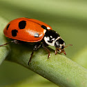 Spotted Amber Ladybird
