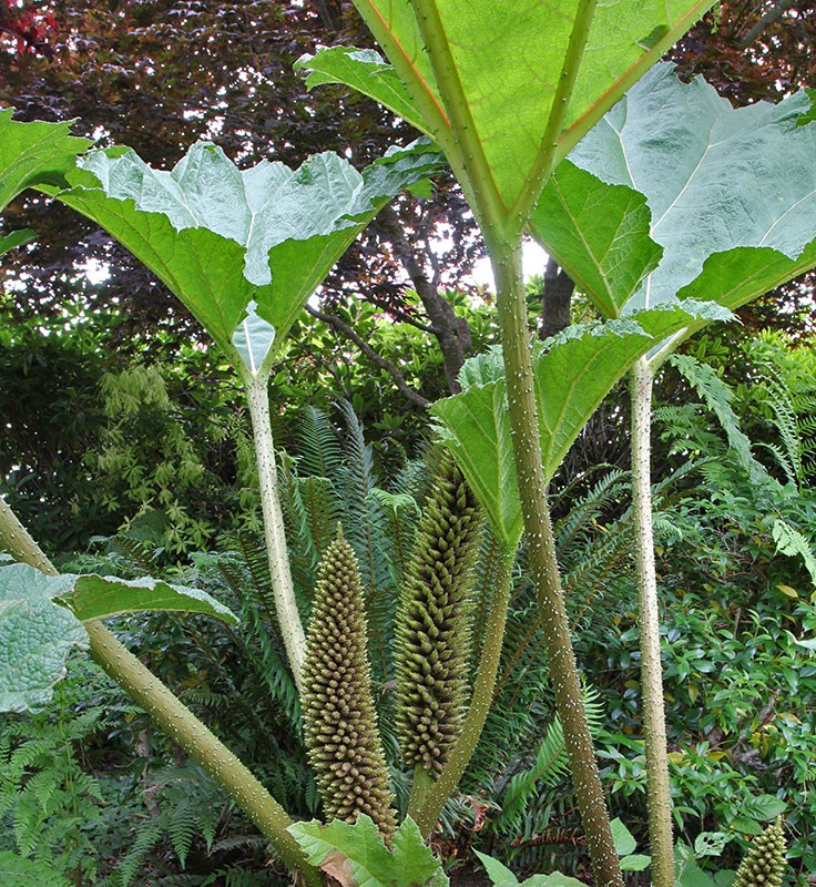 [110712_Gunnera_manicata__233.jpg]