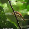 Rufous-winged Philentoma-02.jpg