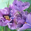 45.Papageien Tulpen.jpg