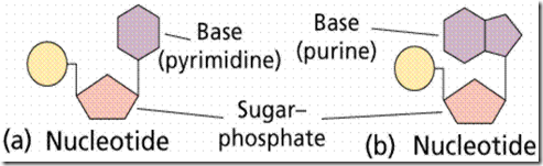 Figure 1. Structure of two types of nucleotide. Nucleotide Stuctures