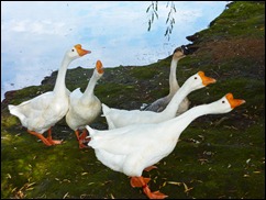 geese2