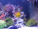 Kyle's 180 gallon SPS reef