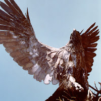 Commitment_2 close up single eagle.jpg Commitment_2 close up single eagle.jpg