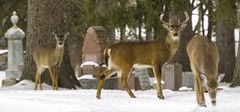 Woodland Cemetery