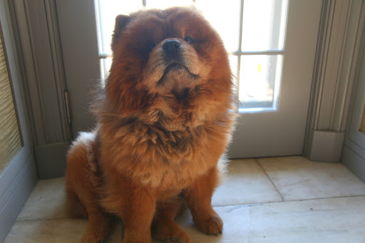 Francesca, I'm not trying to discourage you from your truffle hunting dreams, but a dog must be willing to spend a great deal of time getting rather dirty!  What do you think about all of this, Sharkey?