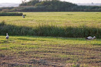 Störche (bei Kolkes) Osterholz
