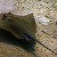 A Stingray Swimming Near The Bottom - Noumea, New Caledonia