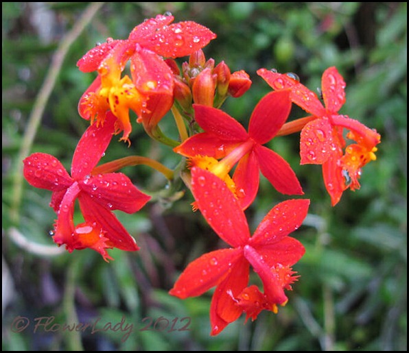 02-09-reed-orchids