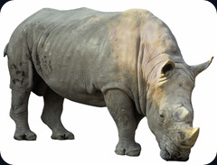 Rhino_1 Rhino_1